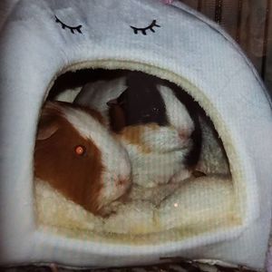 Meet your Posher, Angel